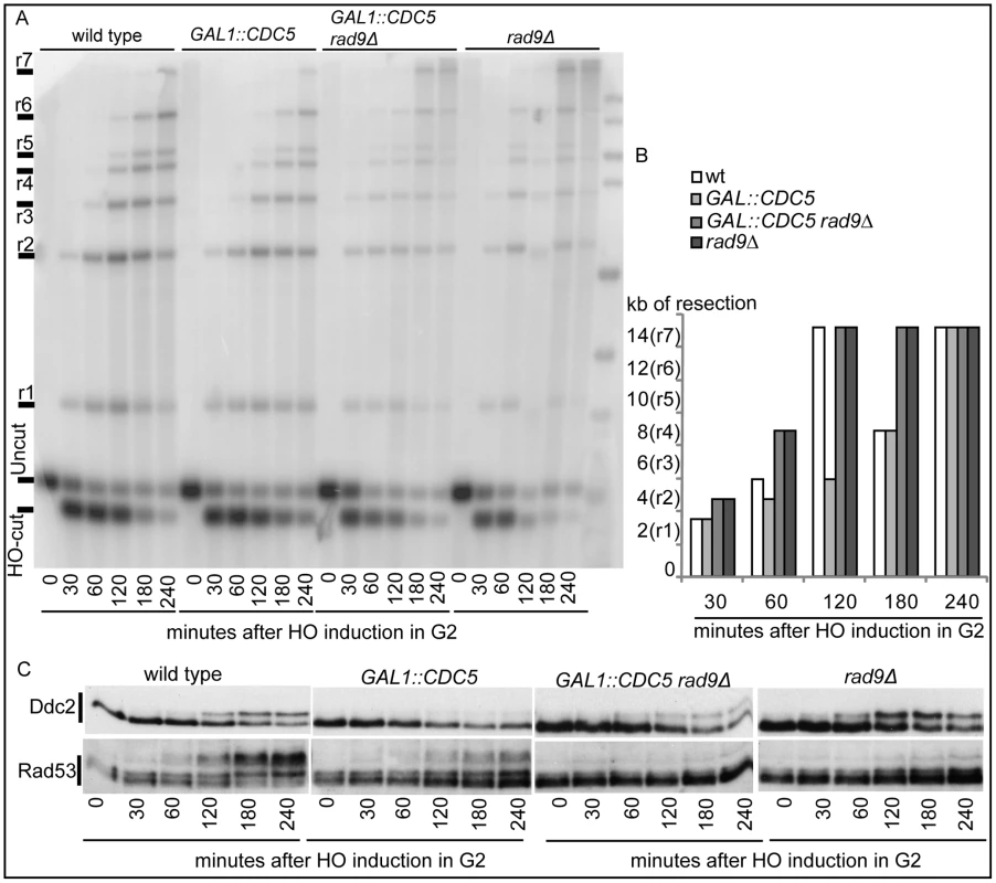 Deletion of <i>RAD9</i> gene accelerates DSB resection despites high Cdc5's levels.