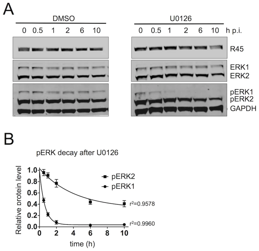 The R45-containing complex predominantly protects pERK2 over pERK1.