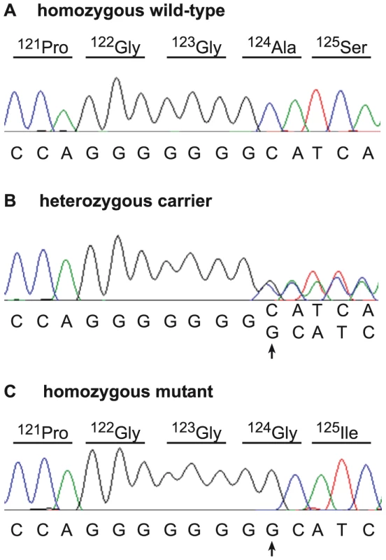 Mutation identification in the bovine <i>SUOX</i> gene.