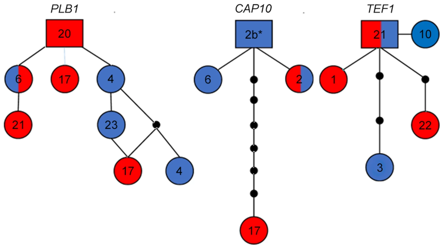 Haplotype network analysis suggests recent introgression between VGIIIa and VGIIIb.