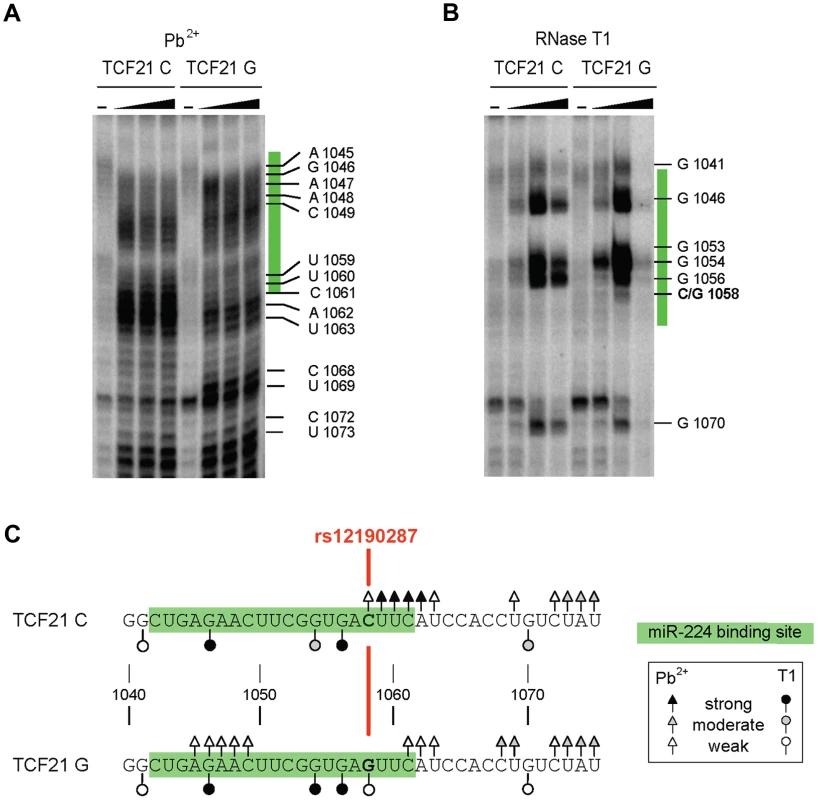 Allele-specific structural differences in conformations of <i>TCF21</i> 3′-UTR RNAs determined by <i>in vitro</i> probing.