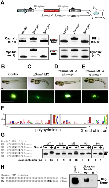 Srrm4-dependent splicing requires the C-terminal region of Srrm4 and a novel motif in the pre–mRNA.