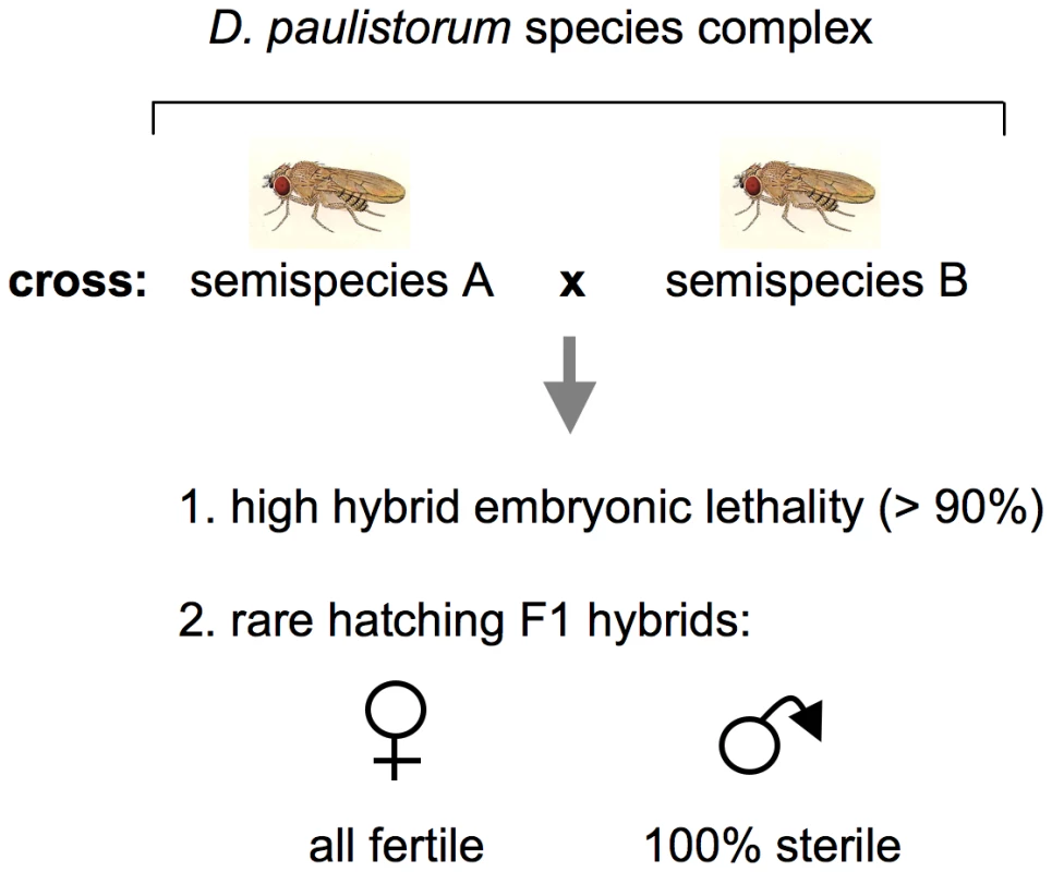 Schematic presentation of incipient speciation among <i>D. paulistorum</i> semispecies.