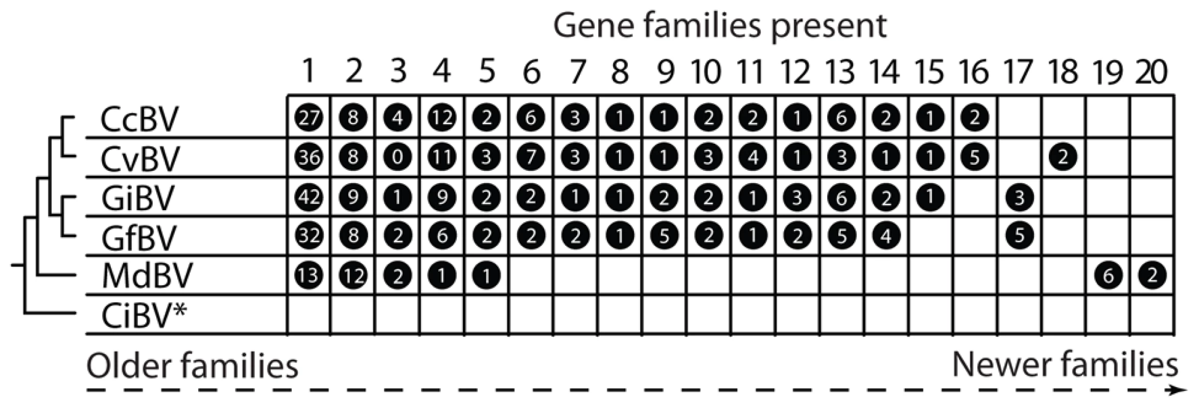 Virulence gene families in the encapsidated genomes of BVs.