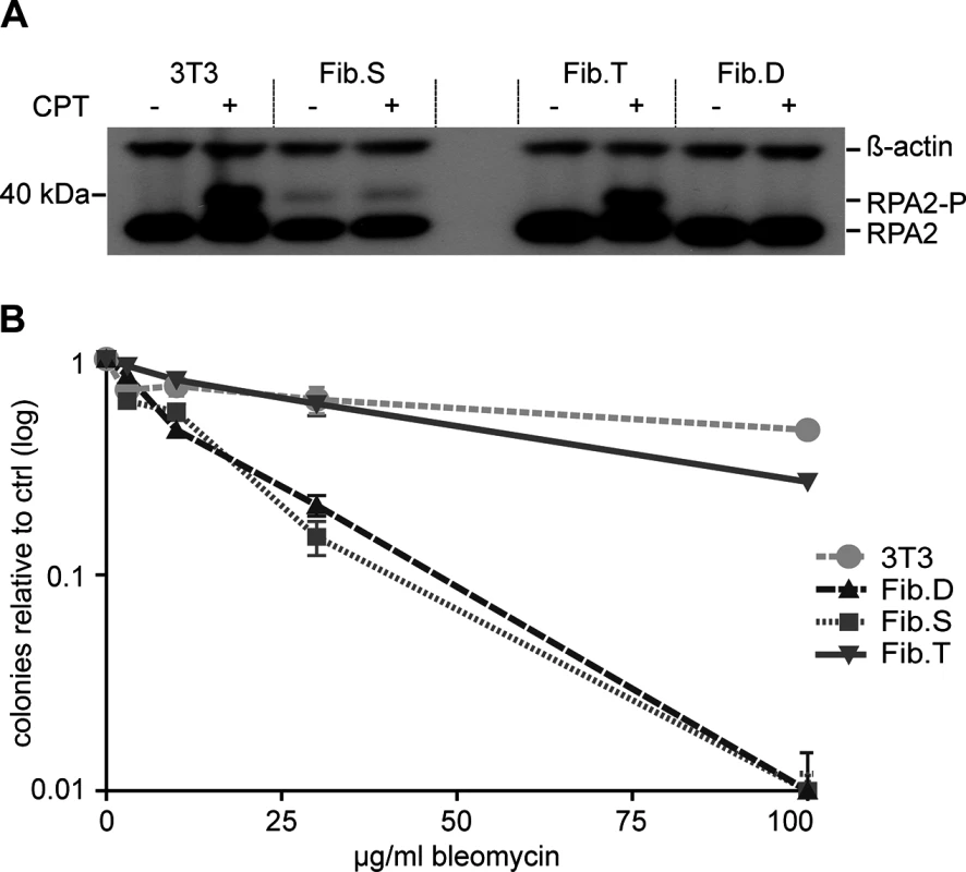 Functional correction of RS-SCID fibroblasts.