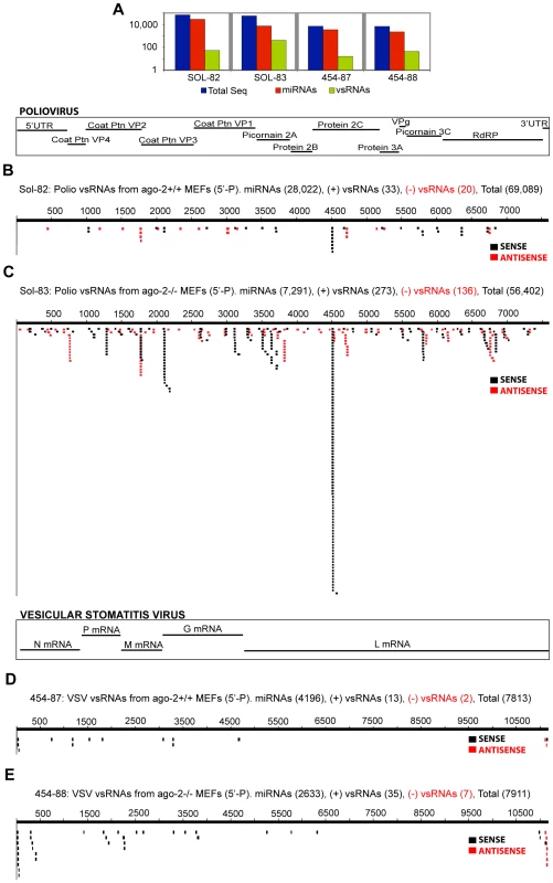 Poliovirus- and Vesicular Stomatitis Virus-derived vsRNAs are more abundant in MEFs deficient in Argonaute-2.