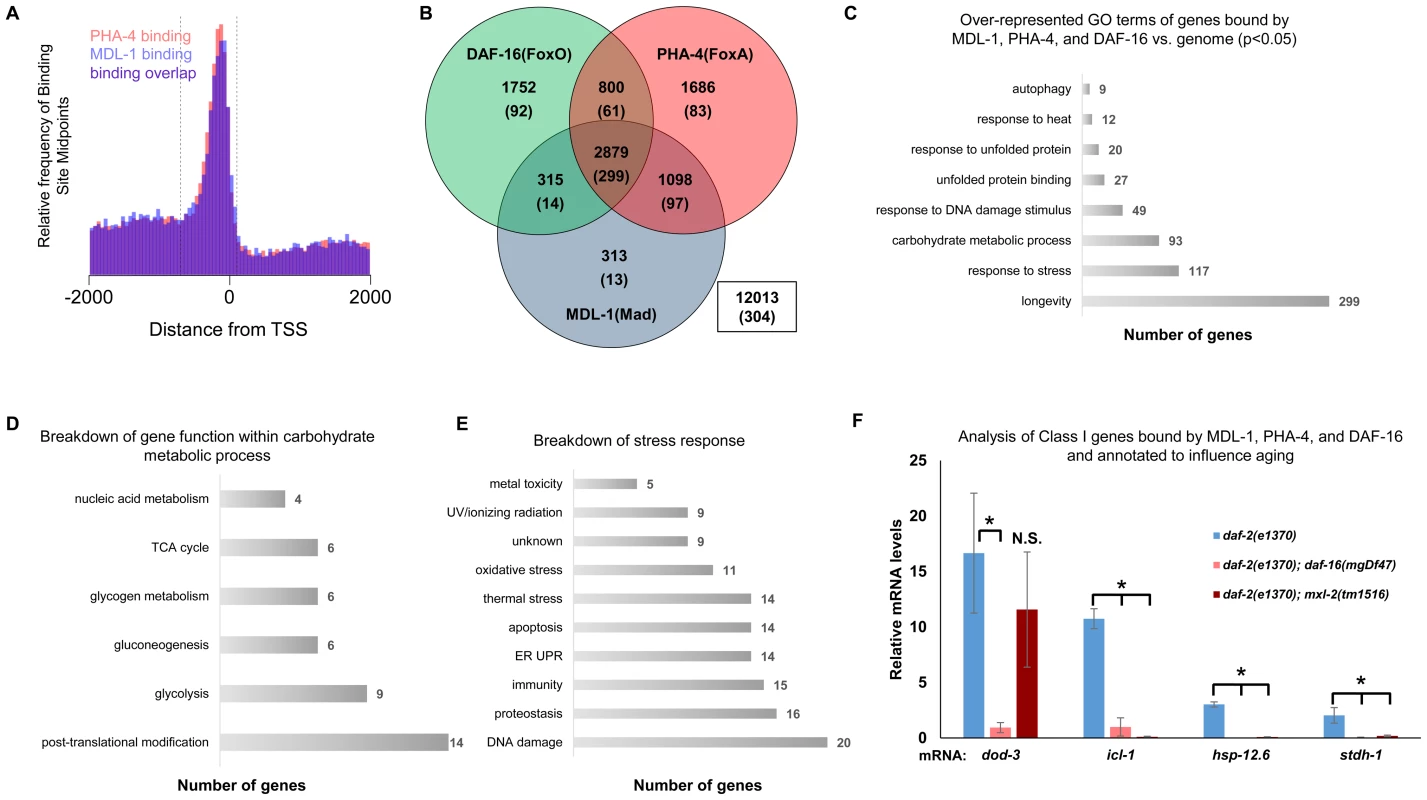 ChIP-seq data shows significant overlap amongst MDL-1, DAF-16, and PHA-4 promoter binding.