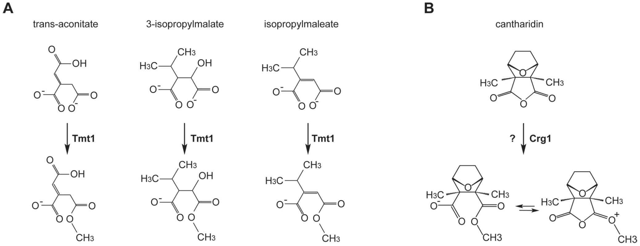 Small molecule methyltransferase TMT1 is a sequence homolog of Crg1.