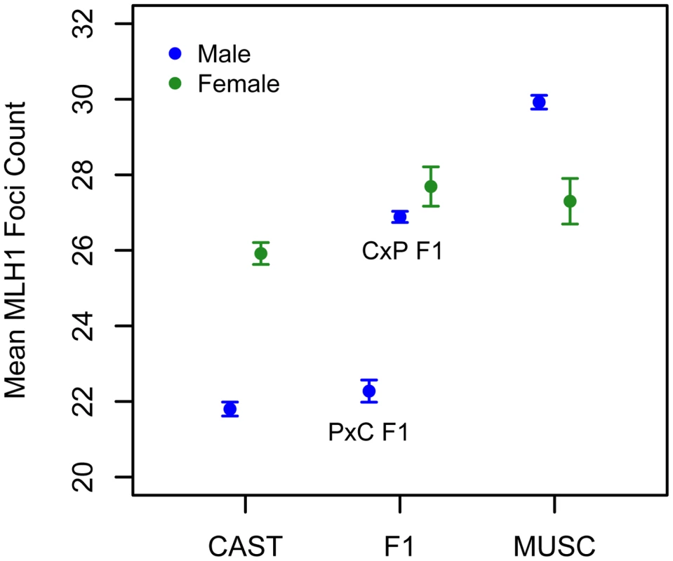Variation in mean MLH1 foci counts (±2 standard errors) between males (blue) and females (green) of inbred CAST, PWD, and inter-subspecific CASTxPWD (CxP) and PWDxCAST (PxC) F1 origin.