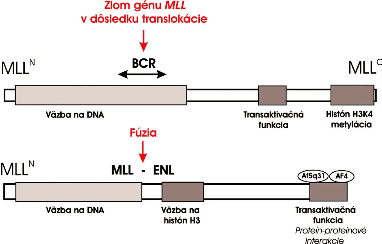 Schematické znázornenie štruktúry MLL proteínu a jeho konverzie na onkogénny transkripčný faktor MLL-ENL. Po fúzii s ENL N-terminálna časť MLL proteínu je zachovaná a podieľa sa na väzbe DNA. MLL ale stráca transaktivačnú a H3K4 metylačnú aktivitu na C-konci. MLL-ENL chimerický onkoproteín získa histón H3-väzobnú funkciu na N-terminálnom konci ENL a transaktivačný potenciál sprostredkovaný s Cterminálnou doménou ENL. Táto doména sa zúčastňuje proteín-proteínových interakcií s ďalšími MLL partnermi AF5q31 a AF4 v rámci elongačného komplexu. Súčasné vedecké poznatky dokazujú, že táto doména je potrebná a dostačujúca k leukemickej transformácii krvotvorných progenitorov (29). Na obrázku je znázornený aj BCR a bodfúzie MLL s ENL.