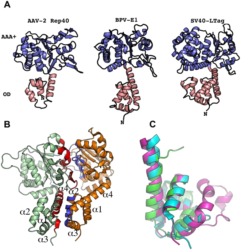 Structural comparison of SF3 helicase structures.