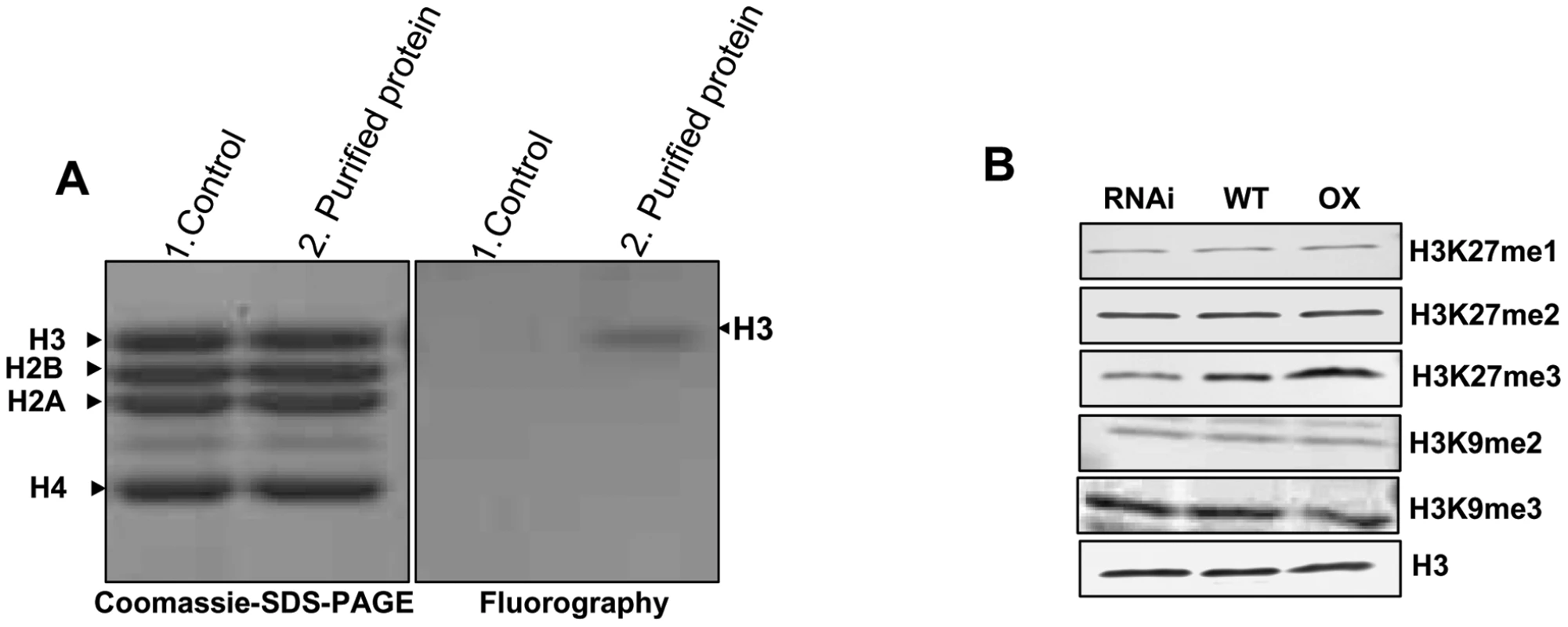 <i>In vitro</i> histone methyl transferase assay and immunoblot analyses of H3 modifications in transgenic lines.