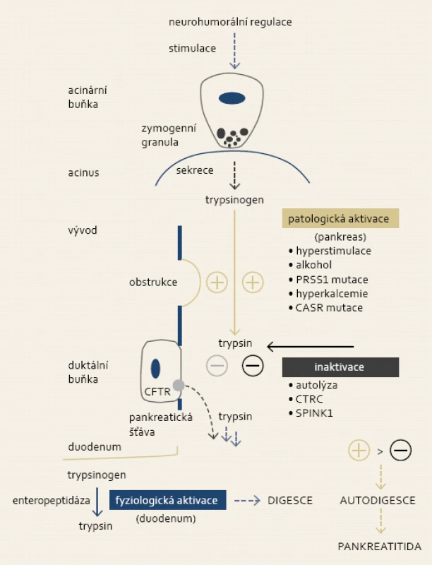 Za fyziologických podmínek nastává konverze trypsinogenu na jeho aktivní formu v duodenu prostřednictvím střevní endopeptidázy, trypsin dále spouští aktivační kaskádu ostatních digestivních enzymů. V případě pato­logické (intrapankreatické) aktivace trypsinu dochází k utilizaci regulačního systému exokrinního pankreatu. Převaha aktivačních vlivů vyústí do auto­digesce žlázy s následnou indukcí zánětu.
Fig. 1. Physiologically, conversion of trypsinogen to active trypsin takes place in the duodenum and it is mediated by intestinal endopeptidase. Trypsin subsequently triggers activation of other digestive enzymes. Pathological (intrapancreatic) activation of trypsin leads to utilization of regulatory system of exocrine pancreas. Overactivation leads to gland autodigestion and induction of inflammation.
