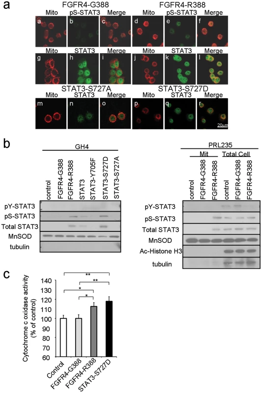 FGFR4-R388 relies on STAT3 serine phosphorylation to induce mitochondrial Cytochrome c activity and pituitary tumor cell growth.