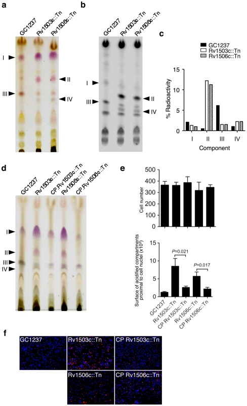 Lipid content and phenotype of the <i>M. tuberculosis</i> GC1237 wild-type, Rv1503c::Tn and Rv1506c::Tn mutants, and complemented strains.
