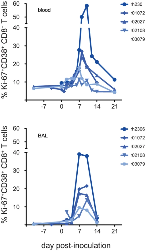 Activated CD8+ T cells appear in blood and lung within 7 days of inoculation with seasonal influenza virus K173.