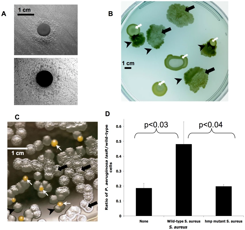 <i>lasR</i> mutant <i>P. aeruginosa</i> growth is altered during co-culture with <i>S. aureus</i>, apparently due to detoxification of NO·.