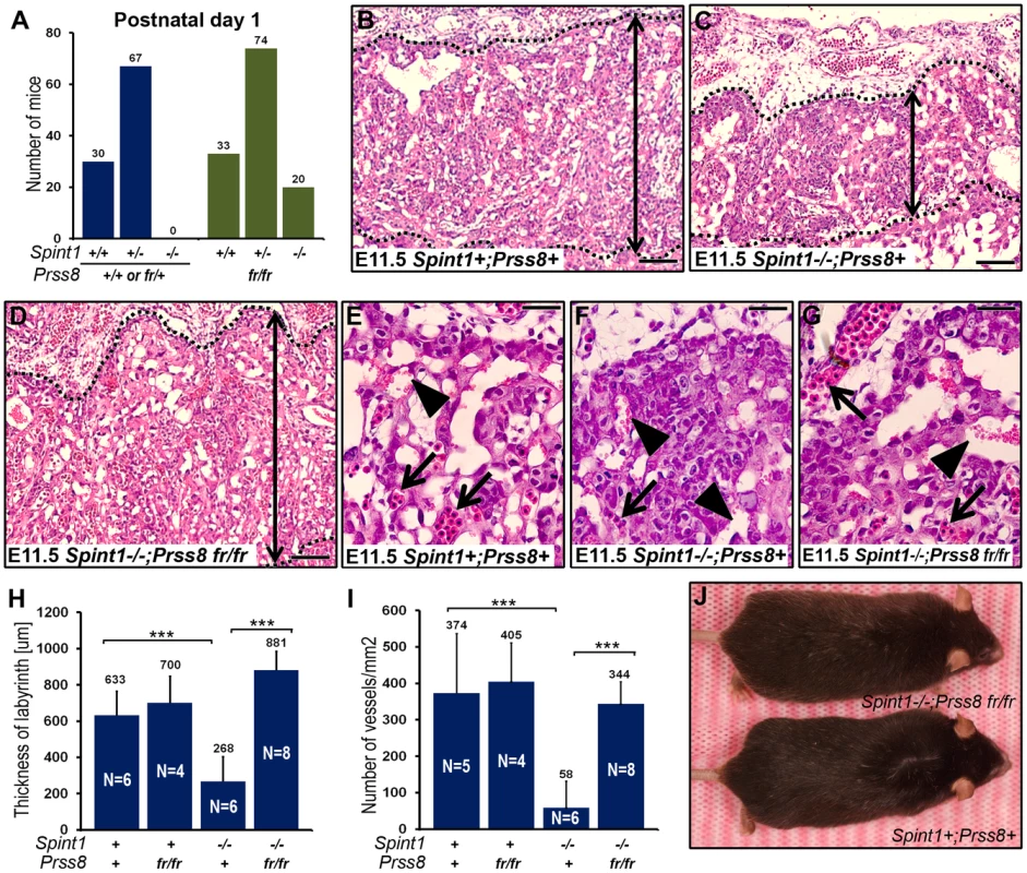 Reduced prostasin activity restores placental development and embryonic survival of HAI-1–deficient mice.