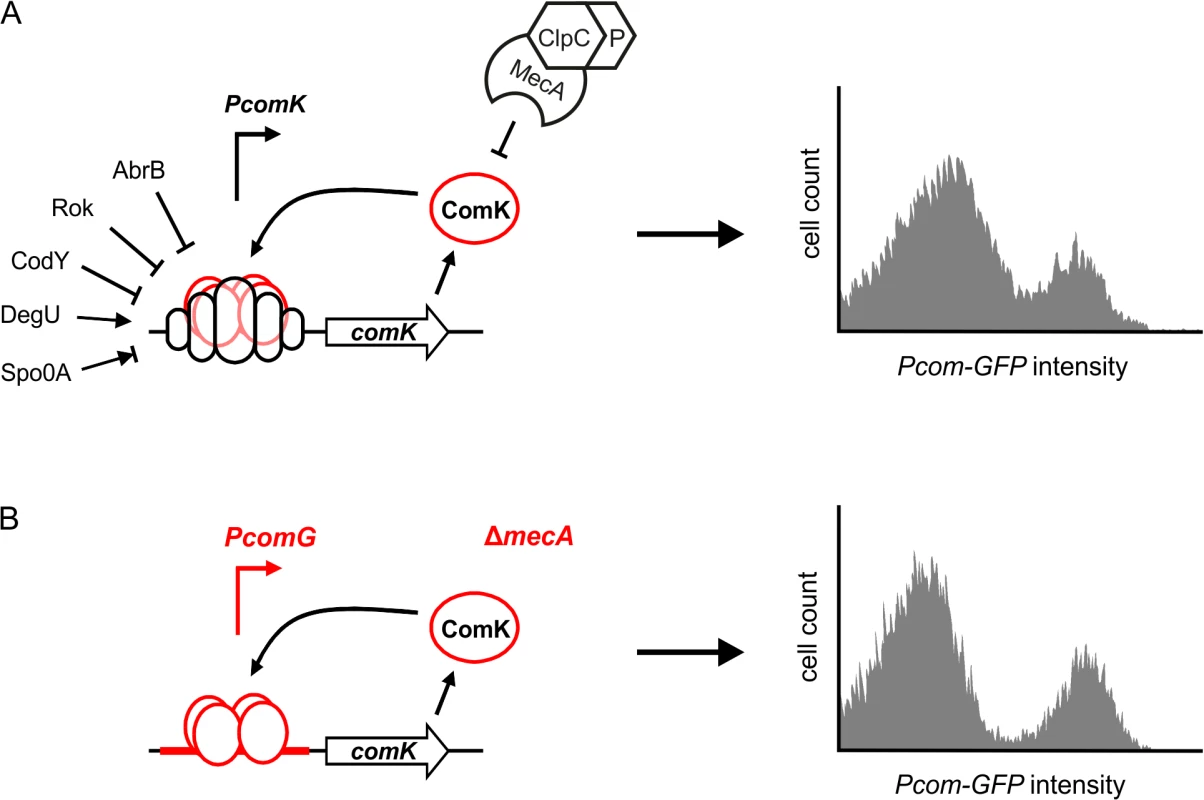 Autostimulation of ComK expression is sufficient for bimodal distribution.