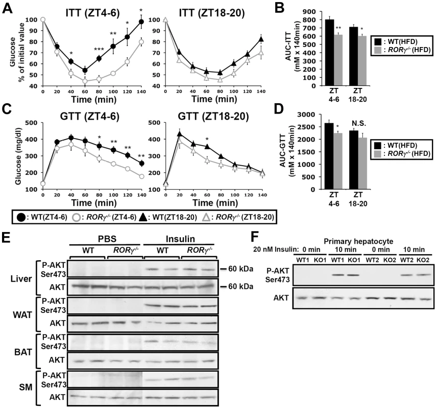 Loss of RORγ improves insulin and glucose tolerance in a ZT-dependent manner.