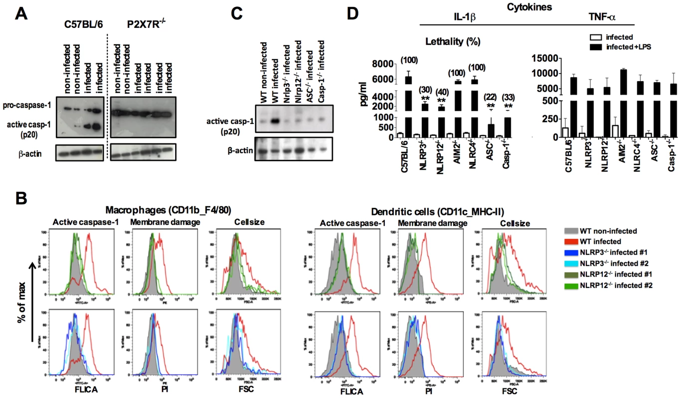 NLRP3/NLRP12-dependent activation of caspase-1 and pyroptosis in mice infected with <i>P. chabaudi</i>.