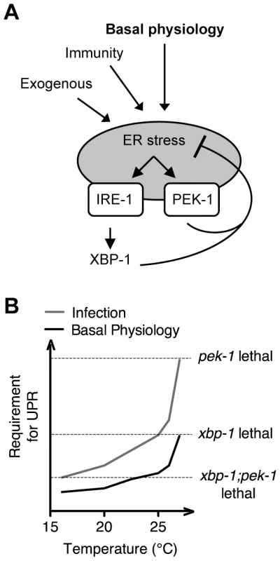 Maintenance of ER homeostasis through activation of the IRE-1 and PEK-1 pathways under basal physiological conditions during development.