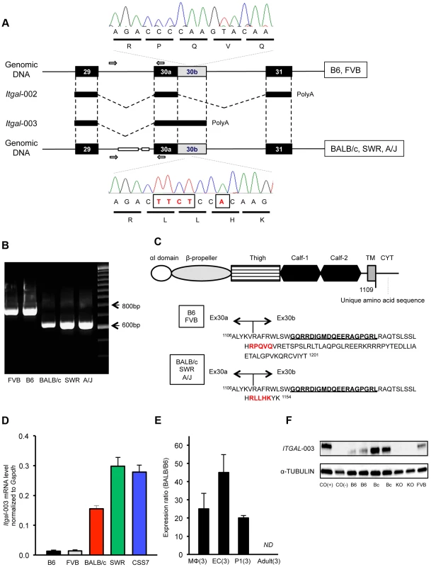 A truncated cytoplasmic tail of the protein and increased mRNA level of a splice variant of <i>Itgal</i> correspond with allelic variation between mouse strains.