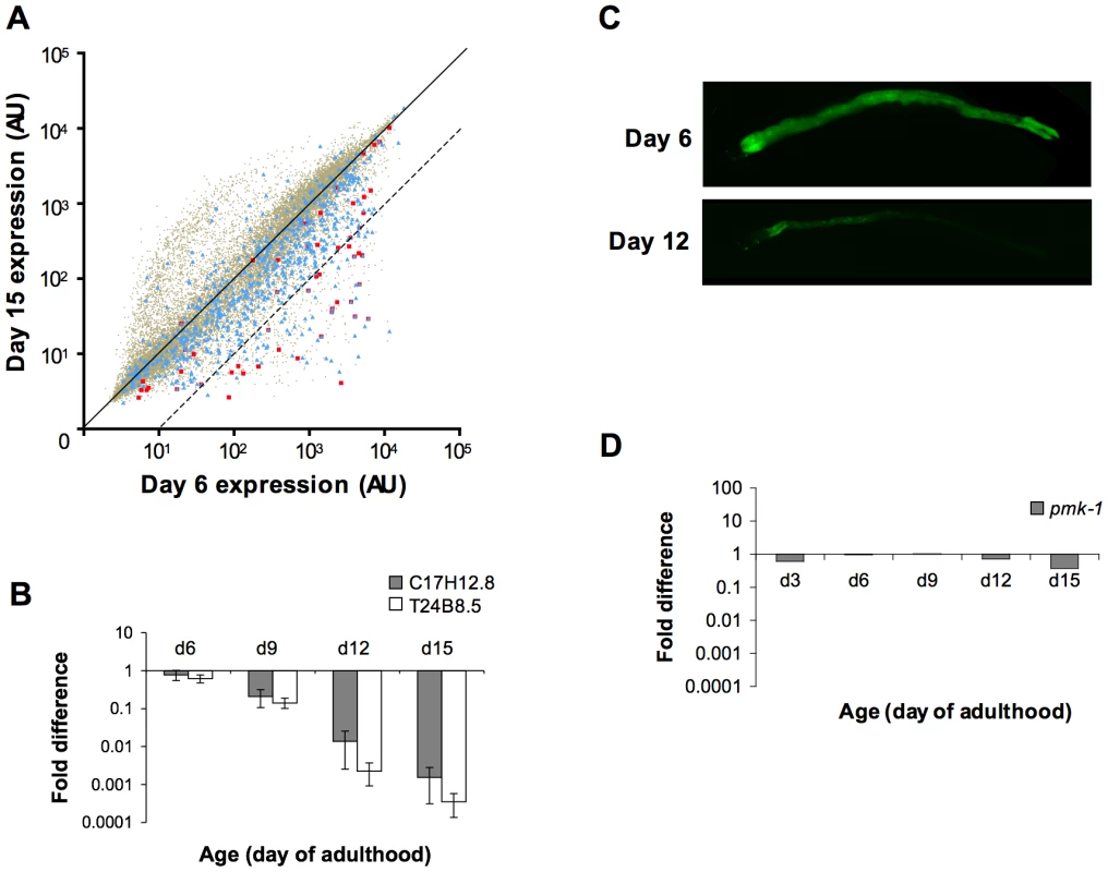 A decline in expression of PMK-1 transcriptional targets during aging in the <i>C. elegans</i> intestine.
