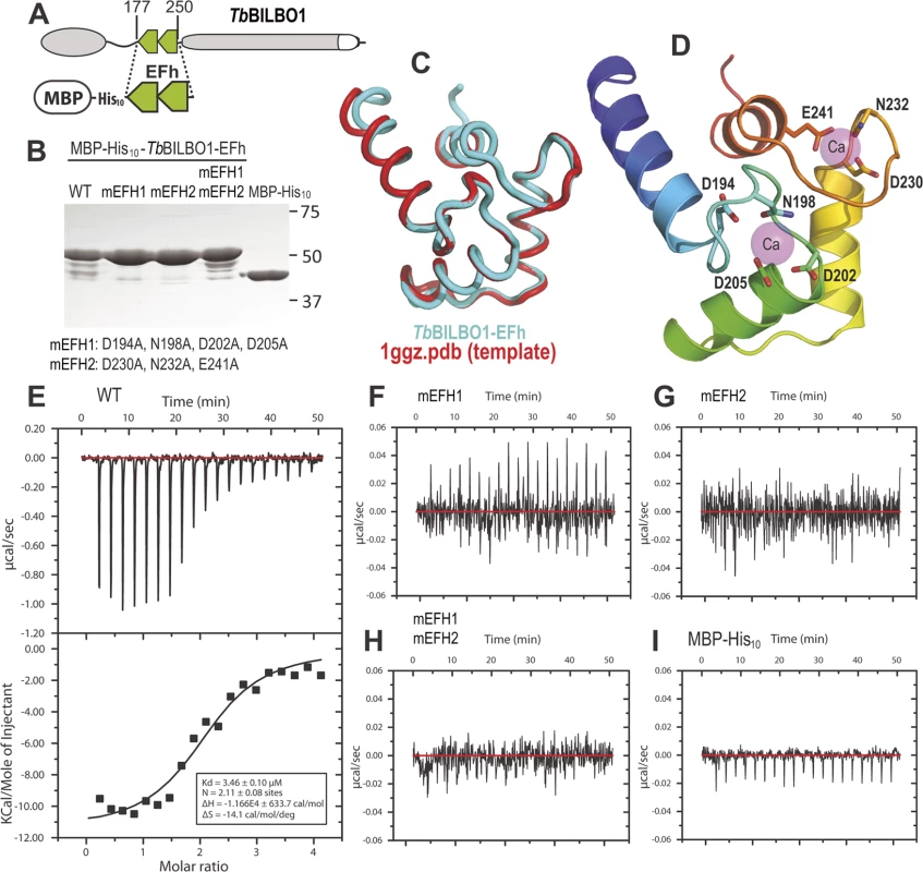 The conserved residues in the loops of the EF-hand domains are required for calcium binding.