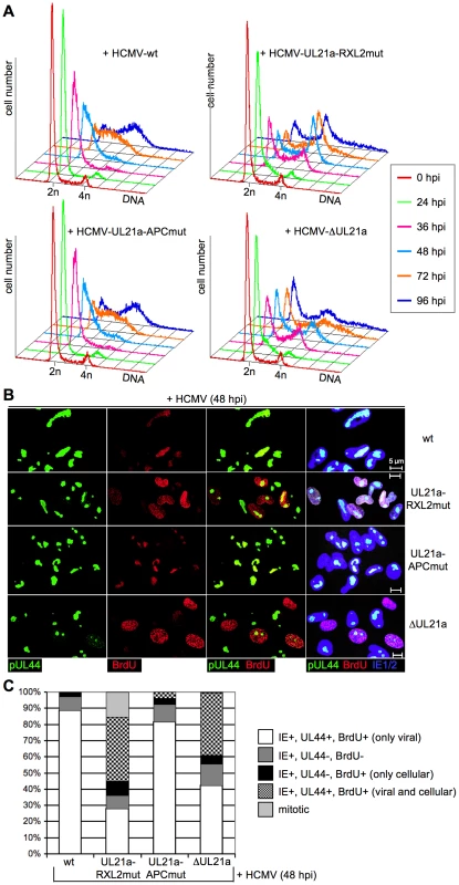 Cyclin A2 expression relieves the block of cellular DNA synthesis in HCMV-infected cells.