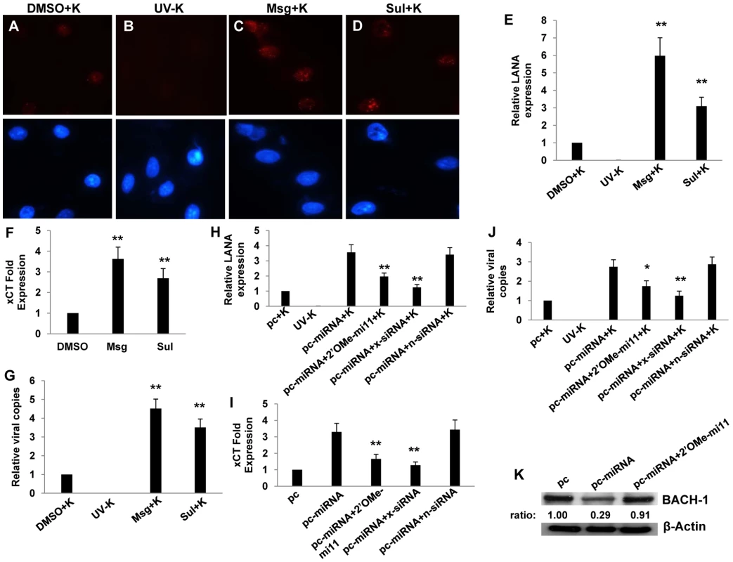 miR-K12-11 suppresses BACH-1 expression and increases endothelial cell susceptibility to KSHV through upregulation of xCT.