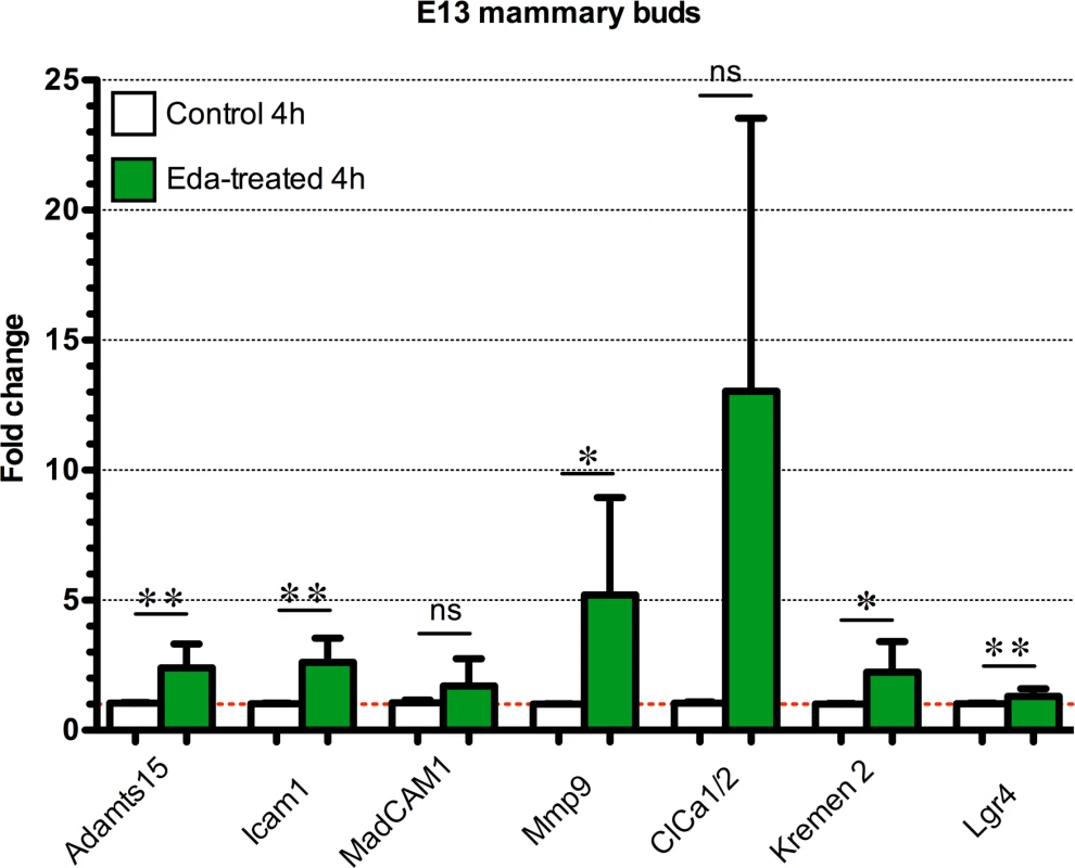 Quantitative RT-PCR analysis of putative Eda target genes in the mammary bud.