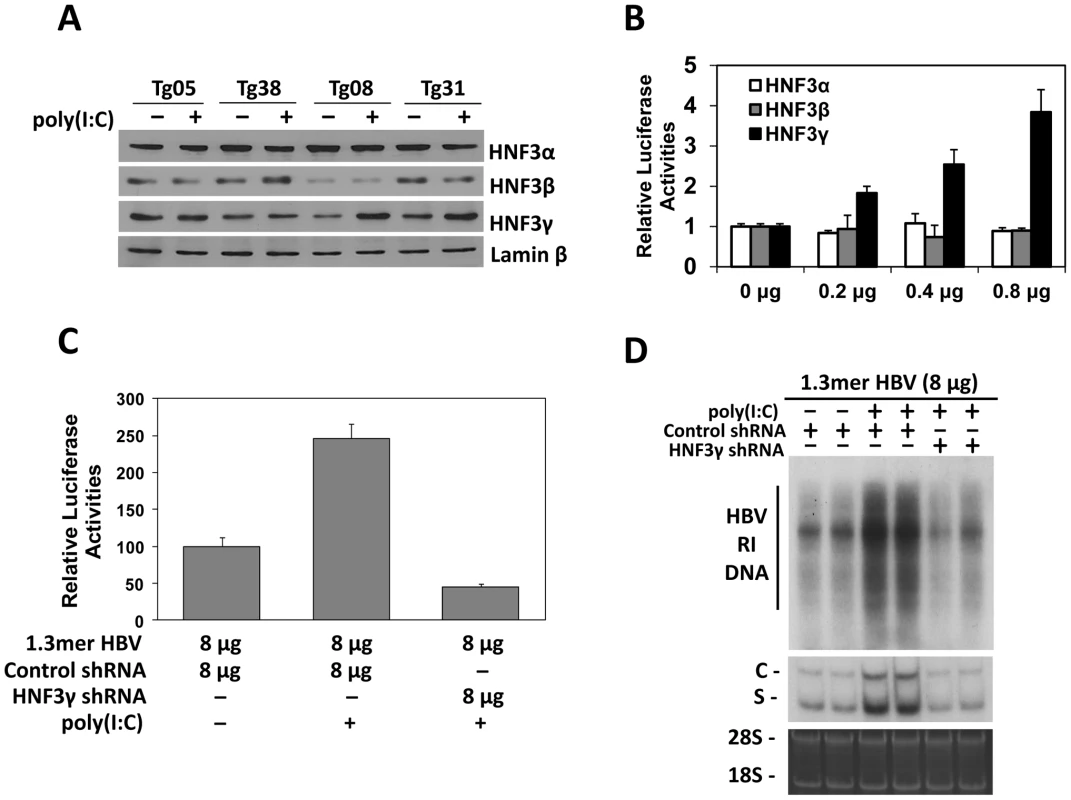 Effects of HNF3 on HBV replication.