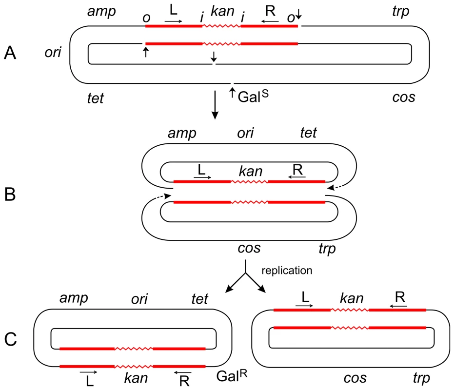 Steps in the formation of Tn<i>5</i>-promoted adjacent deletions.