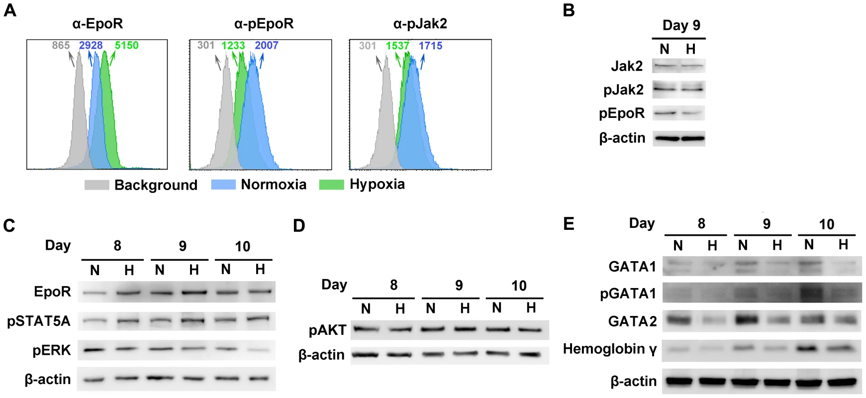 Characterization of CD36<sup>+</sup> EPCs cultured under normoxia <i>vs.</i> hypoxia.