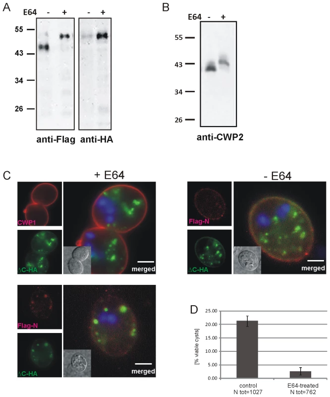 Inhibition of CWP2 and Flag-CWP2-HA processing by E64 treatment leads to mis-targeting and formation of cysts which are significantly less water resistant.
