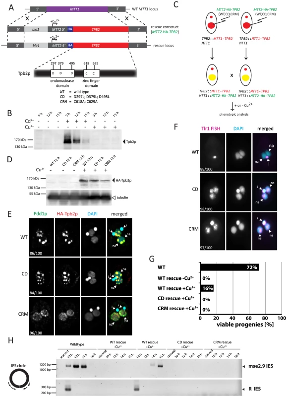 Functional analyses of the endonuclease and cysteine-rich domains of <i>TPB2</i> in vivo.