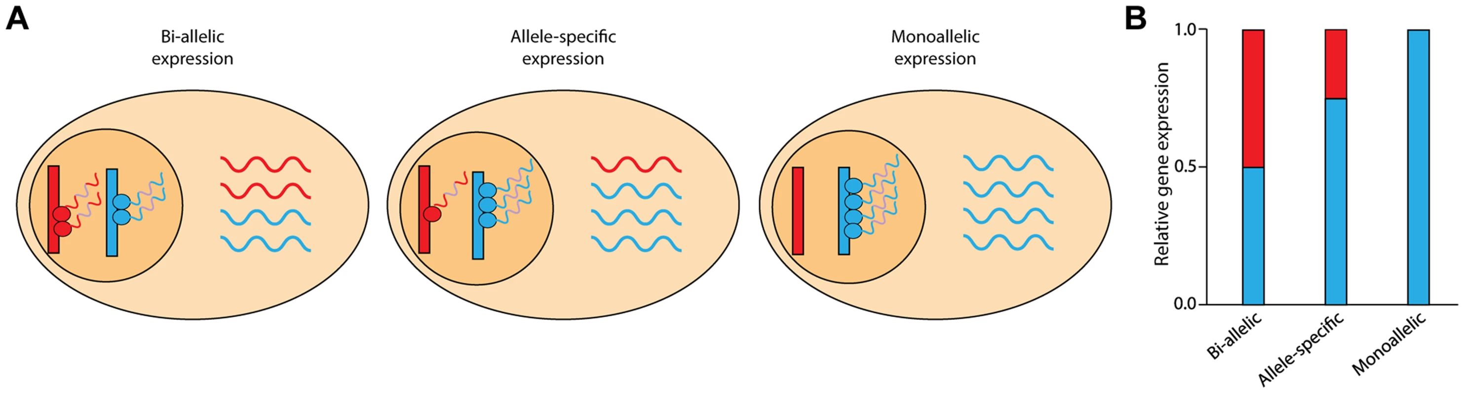 Schematic of allele-specific expression.