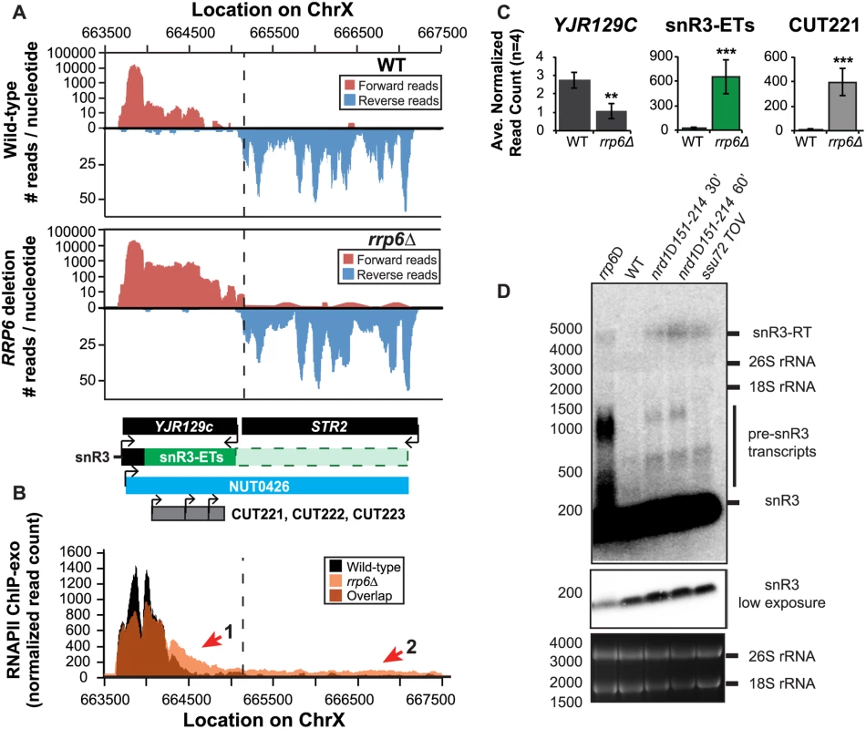 The H/ACA box small nucleolar RNA snR3 requires Rrp6 for efficient termination.