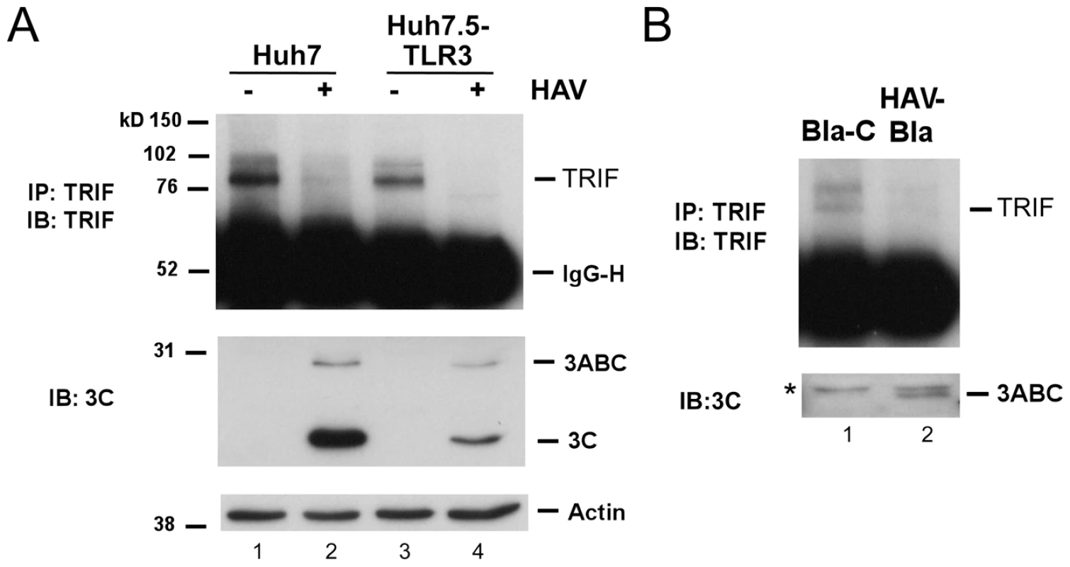 TRIF abundance is reduced by HAV infection.