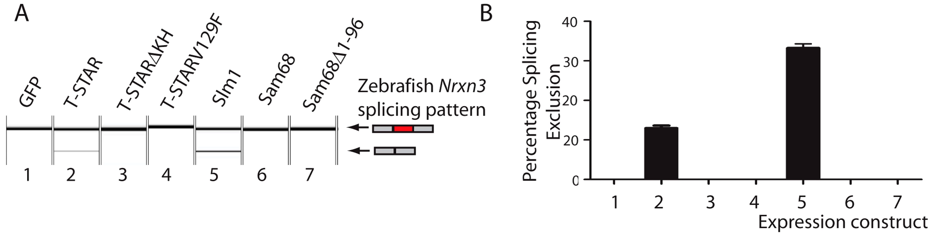 Human T-STAR protein represses splicing inclusion of the Zebrafish <i>Nrxn3</i> AS4 exon.