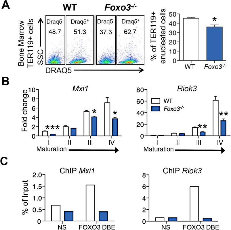 Impaired enucleation-related gene transcription in <i>Foxo3</i><sup><i>-/-</i></sup> bone marrow erythroblasts.