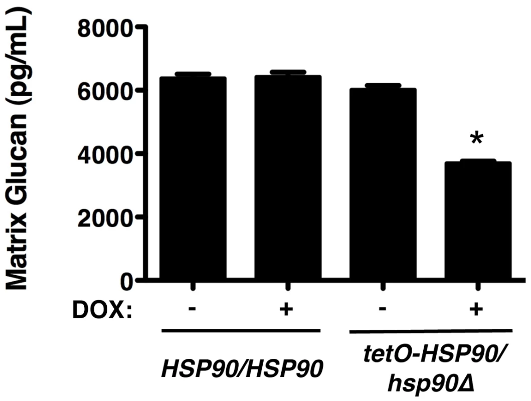Depletion of Hsp90 reduces biofilm matrix glucan.