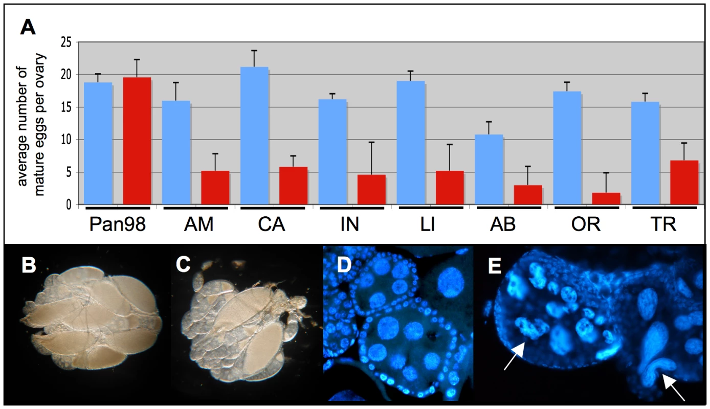 Effect of mild antibiotic treatment on female <i>Drosophila</i> fecundity.