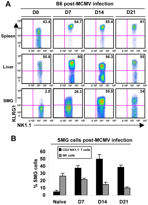 SMG NK cells become activated and induce the expression of KLRG1 during MCMV infection.