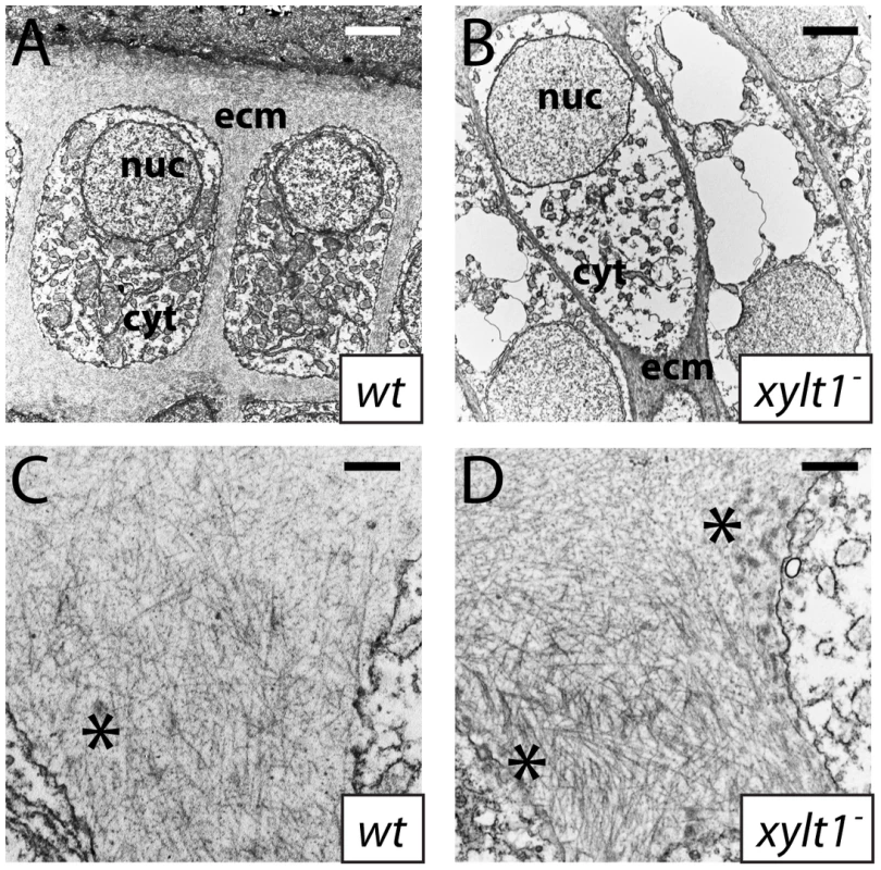 Ultrastructural evidence of premature chondrocyte hypertrophy and aberrant matrix production in <i>xylt1</i> mutants.