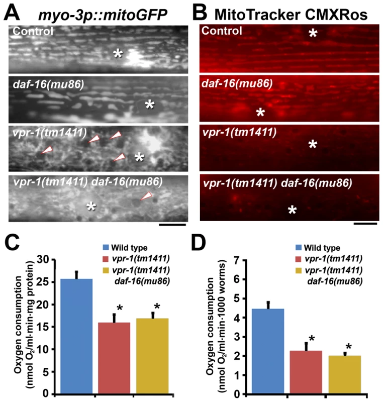 Effect of DAF-16 inactivation on muscle mitochondria.