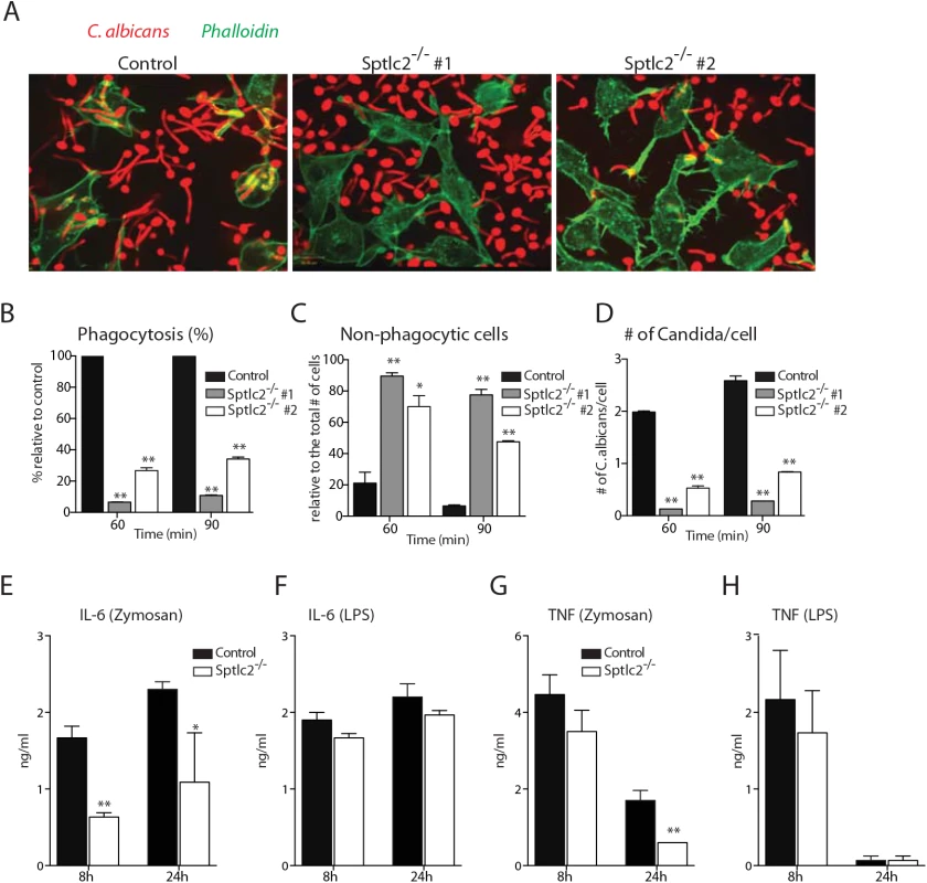 Sptlc2<sup>-/-</sup> DC2.4 cells are defective in phagocytosis of <i>C</i>. <i>albicans</i> and produce reduced level of pro-inflammatory cytokines.