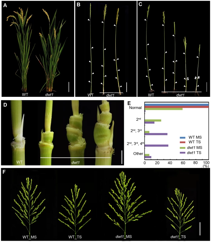 The <i>dwt1</i> mutant plants display morphological defects.