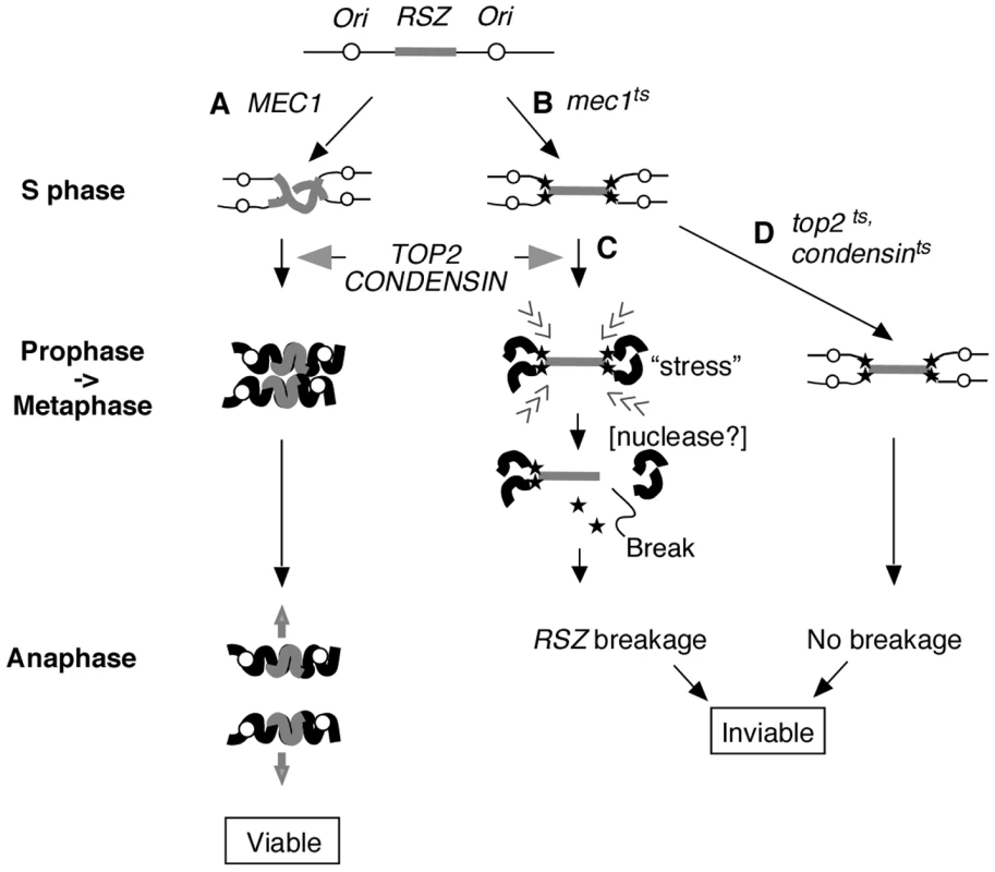 Proposed mechanism of <i>RSZ</i> breakage.